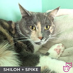 Thumbnail photo of Spike (bonded with Shiloh) #3