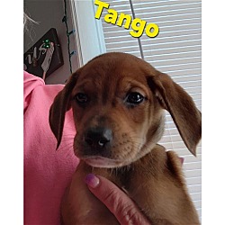 Thumbnail photo of Tango #3