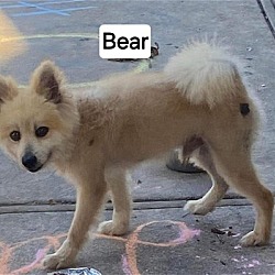Photo of Bear