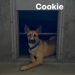Thumbnail photo of COOKIE-A2144290 #4