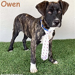 Photo of Owen