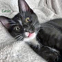 Thumbnail photo of Cash #1