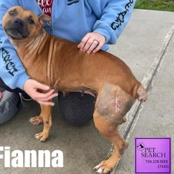 Thumbnail photo of Fianna #1