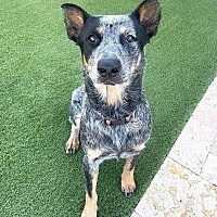 adopt-pet