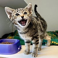 adopt a pet