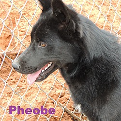 Photo of Pheobe