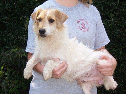 Wallington Nj Jack Russell Terrier Meet Simon A Pet For Adoption