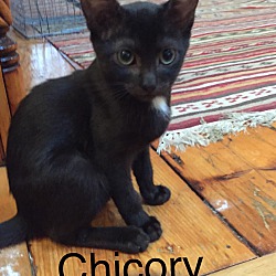 Photo of Chicory
