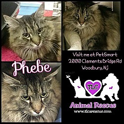 Photo of Phebe