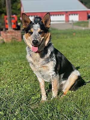 East Greenville, PA - Blue Heeler/Sheltie, Shetland Sheepdog. Meet