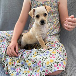 Thumbnail photo of Pearl - Ruby Pup #1