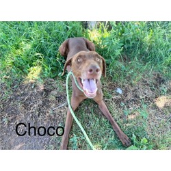 Photo of CHOCO