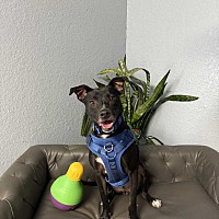 adopt a pet