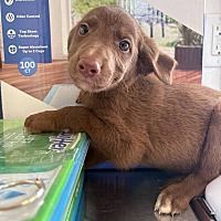 adopt a pet