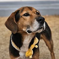 adopt-pet