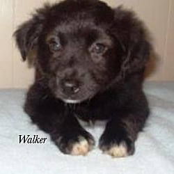 Thumbnail photo of Walker #1