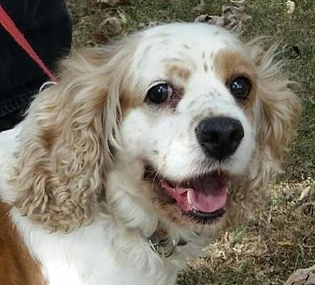 Lexington Ky Cocker Spaniel Meet Katie A Pet For Adoption