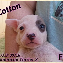 Thumbnail photo of Cotton #1