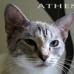 Thumbnail photo of Athena #1