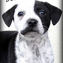 Thumbnail photo of Bash~adopted! #1