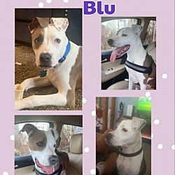 Photo of Blu