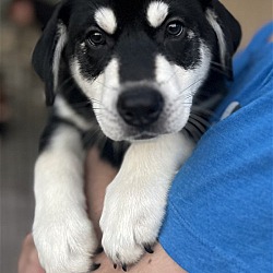 Photo of Marley