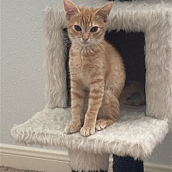 Thumbnail photo of Marmalade #4