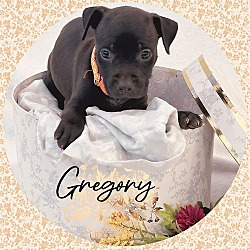 Thumbnail photo of Gracious GREGORY #1