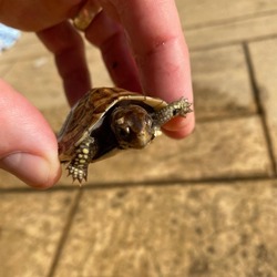 Thumbnail photo of Box turtle hatchling #4