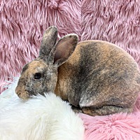 adopt-pet