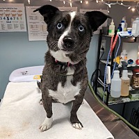 adopt a pet