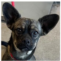 adopt-pet