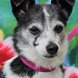 Thumbnail photo of BLANCA Low $45 Fees-Spayed #1