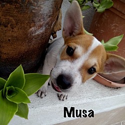 Thumbnail photo of Musa #4