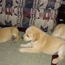 Thumbnail photo of Golden pups #1