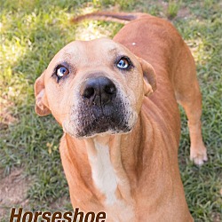 Photo of Horseshoe