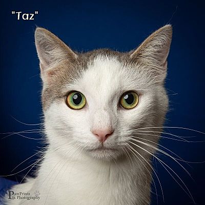 Maryville, TN - Domestic Shorthair. Meet Taz a Pet for Adoption ...