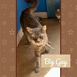 Thumbnail photo of *Big Guy (Fluffy Gray & Tabby-M) #3