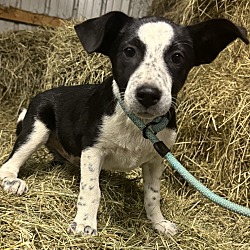 Thumbnail photo of Hayride Hazel #3