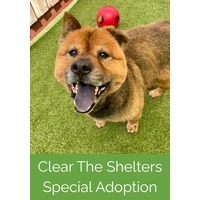 adopt a pet