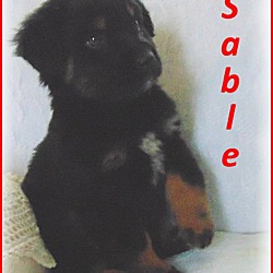 Thumbnail photo of Sable- Adoption Pending #3