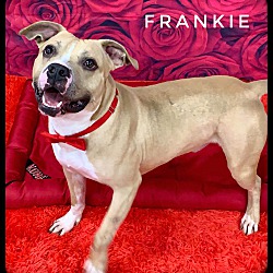 Thumbnail photo of FRANKIE #1