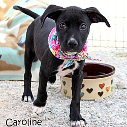 Thumbnail photo of Caroline~adopted! #3