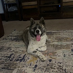 Photo of Akira