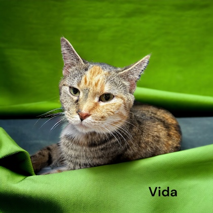 Photo of Vida