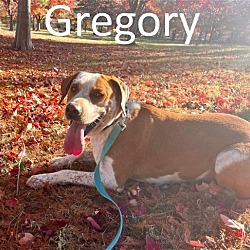 Thumbnail photo of Gregory #2