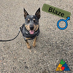 Thumbnail photo of Blaze #1