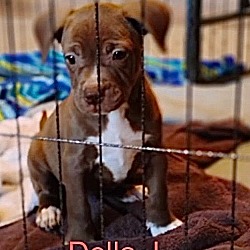 Thumbnail photo of Della #1