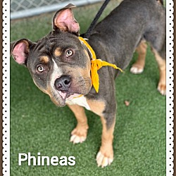 Thumbnail photo of PHINEAS #2