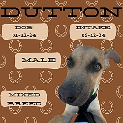 Thumbnail photo of D-Dutton #3